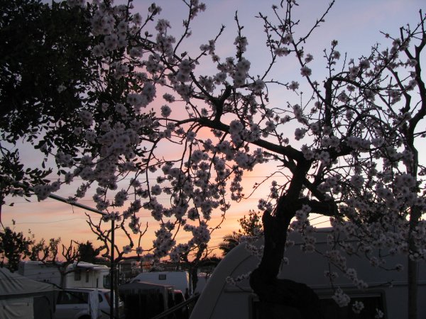 3febr 2011 sushi och blommor 003.JPG