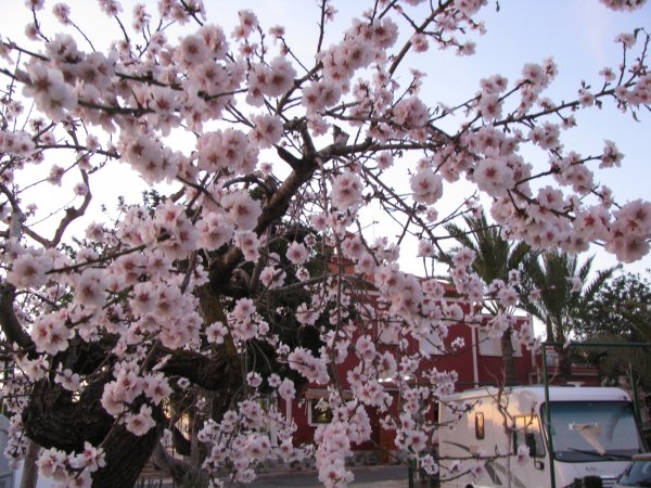 3febr 2011 sushi och blommor 004.JPG