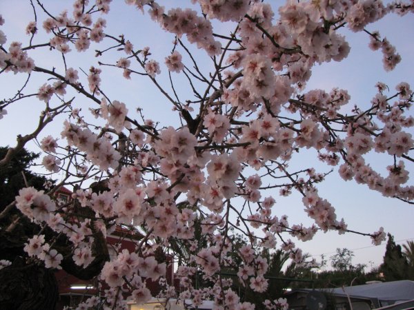 3febr 2011 sushi och blommor 005.JPG