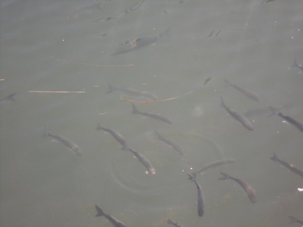 Februari 02 24 2011 Peniscola 033.JPG