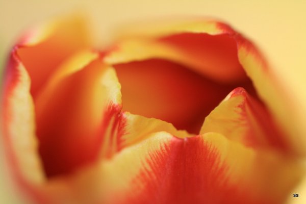 macro 020.JPG