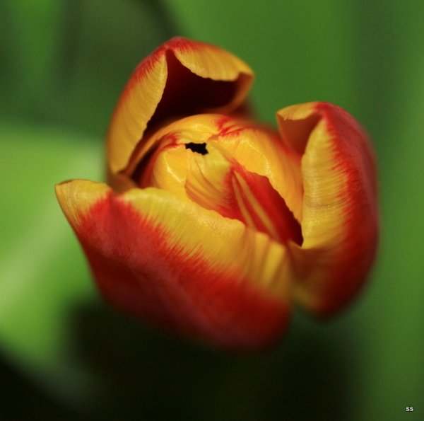 macro 061-1.JPG