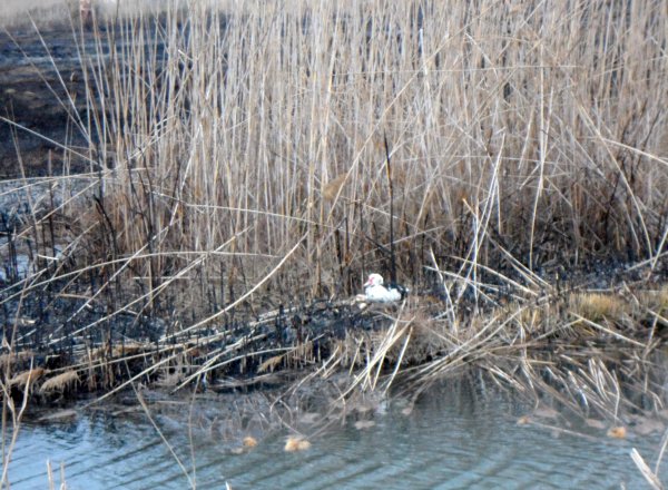 Efter Branden 2mars 2011 Peniscola 052.JPG