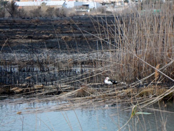 Efter Branden 2mars 2011 Peniscola 053.JPG