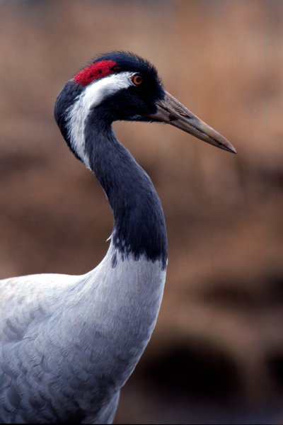 Trana huvud närbild1 Hornborga.jpg