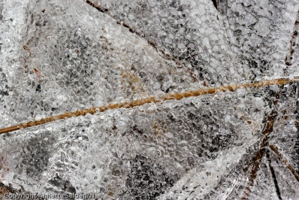 _DSC8154.jpg _DSC8154.jpg