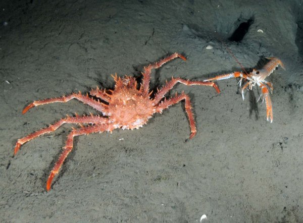 14.7 Hällebäck (2).jpg 14.7 Hällebäck (2).jpg