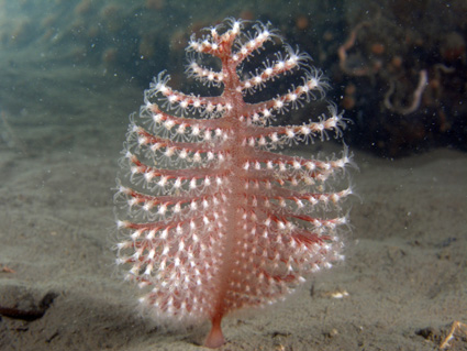 4.3.2008 Hällebäck (17).jpg 4.3.2008 Hällebäck (17).jpg