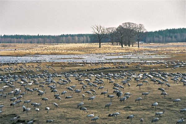 Hornborga + Arlanda april-05 055.jpg