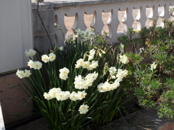 Våffeldagen 23-5 2011 017.JPG