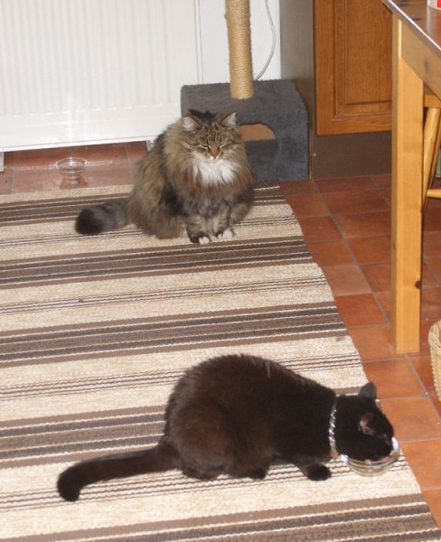 Millan äter Lurven ser på.jpg Millan äter Lurven ser på.jpg