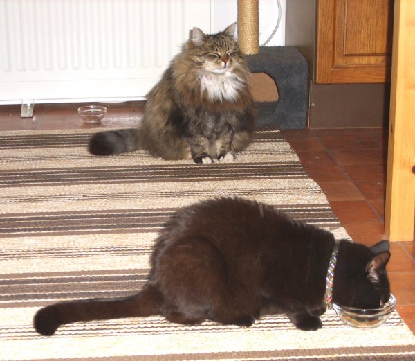 Millan äter Lurven ser på 2.jpg Millan äter Lurven ser på 2.jpg