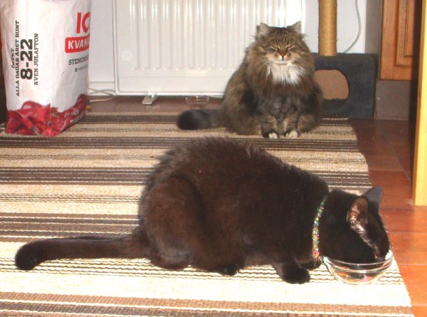 Millan äter Lurven ser på 3.jpg Millan äter Lurven ser på 3.jpg