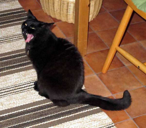 Arg Millan.jpg Arg Millan.jpg