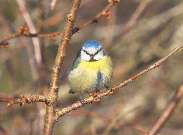 fogel 2.jpg fogel 2.jpg