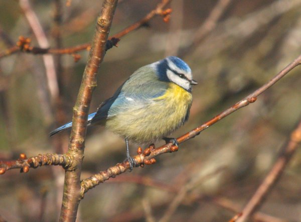 fogel 3.jpg fogel 3.jpg