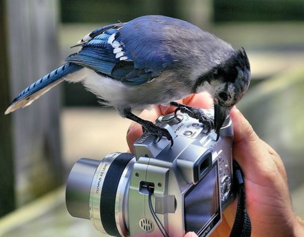 olympus.jpg olympus.jpg