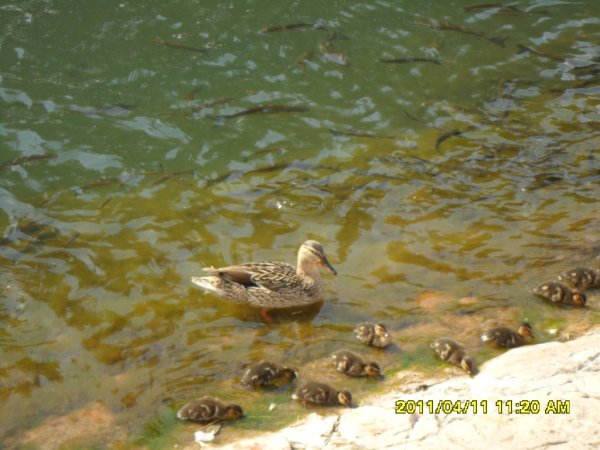 Marknaden 11-4 20011 015.JPG