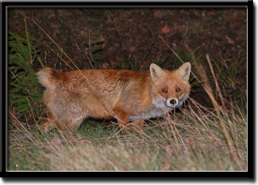 Micke_1.jpg Micke_1.jpg