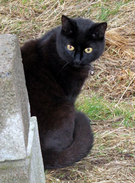 Millan.jpg Millan.jpg