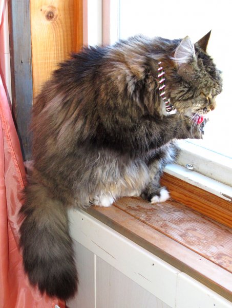 Lurvig lurven.jpg Lurvig lurven.jpg