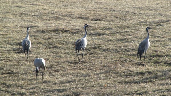 Tranor 09mar2011.jpg