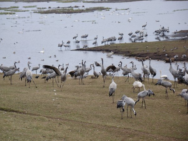 Tranor o MariestadsBugg 2011 150.JPG