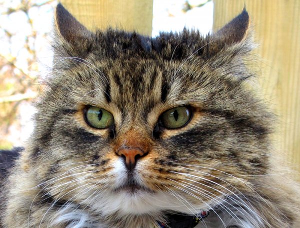 Vaken Lurven psh.jpg Vaken Lurven psh.jpg