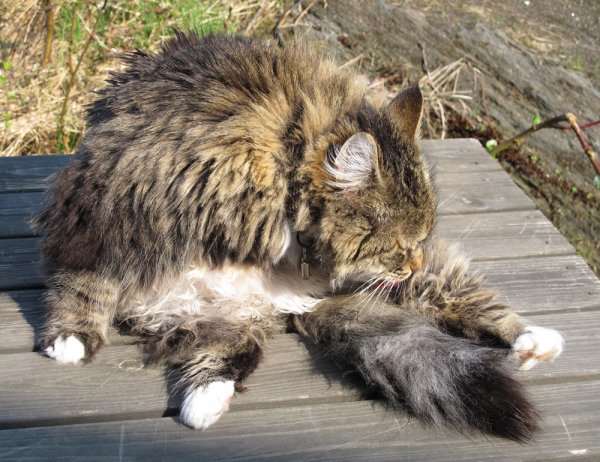 Lurven efter badet.jpg Lurven efter badet.jpg