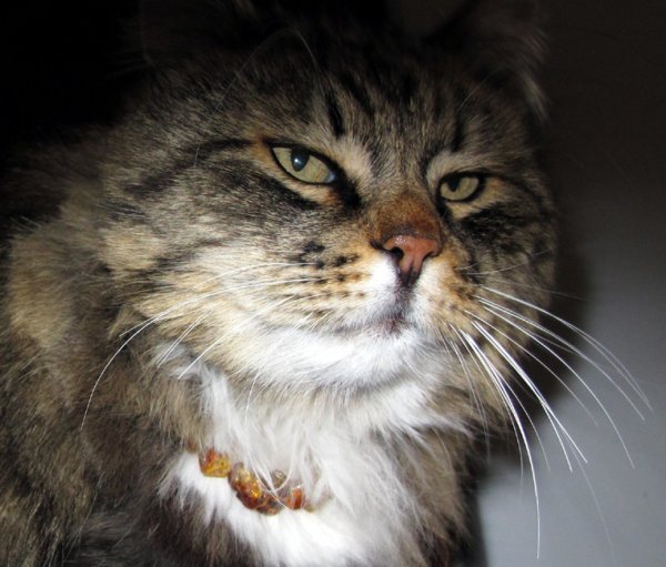 Lurvens halsband.jpg