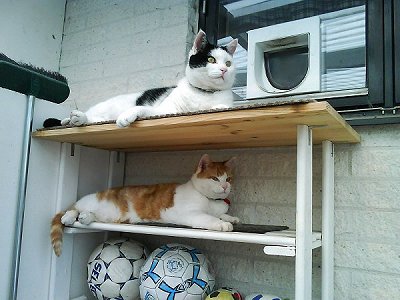 våningssäng kissar2.jpg