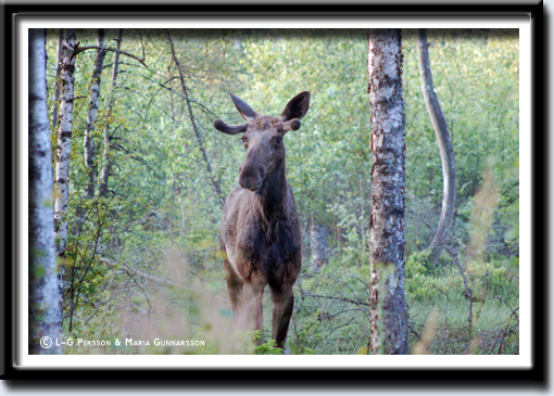 Älg_1.jpg