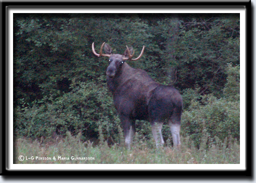 Älg_5.jpg