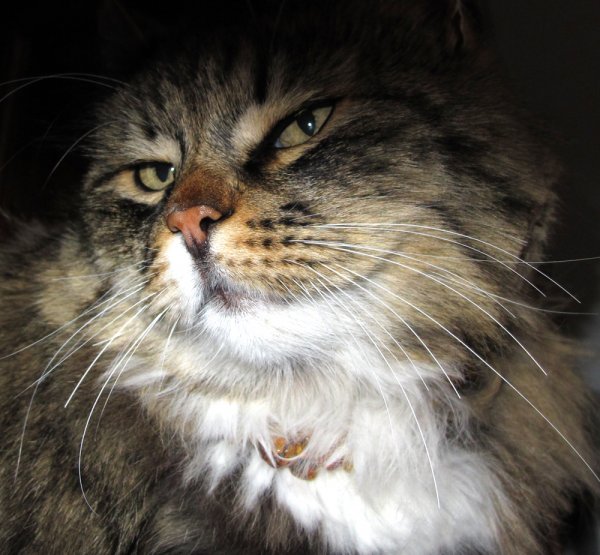 halsband 2.jpg halsband 2.jpg