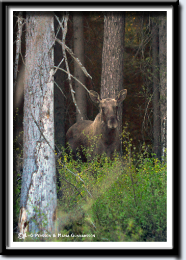 Älg_6.jpg