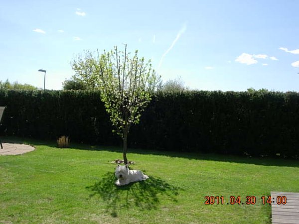 Wille på Valborgsmässoafton 2011 001.JPG