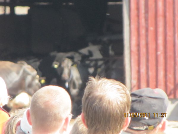 IMG_1949.JPG IMG_1949.JPG