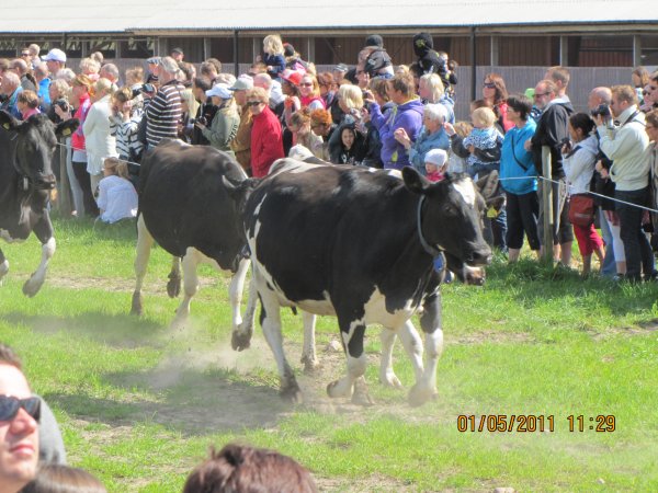 IMG_1954.JPG IMG_1954.JPG