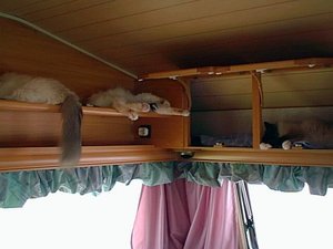 32 Vilande Katter Lina Rioja Mimmi.jpg