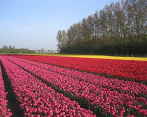 holland-2007-02-057.jpg