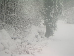 Vinter i Diö  22  Nov.04 012.jpg