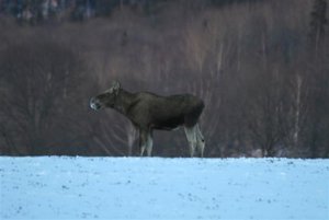 älg 047 (Small).jpg