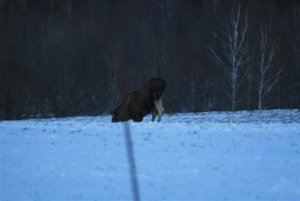 älg 073 (Small).jpg