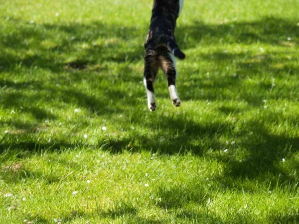 Div. katt (14) hbk.jpg