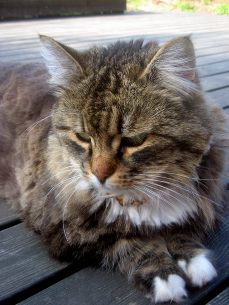 Lurven med Skagerack psh.jpg Lurven med Skagerack psh.jpg