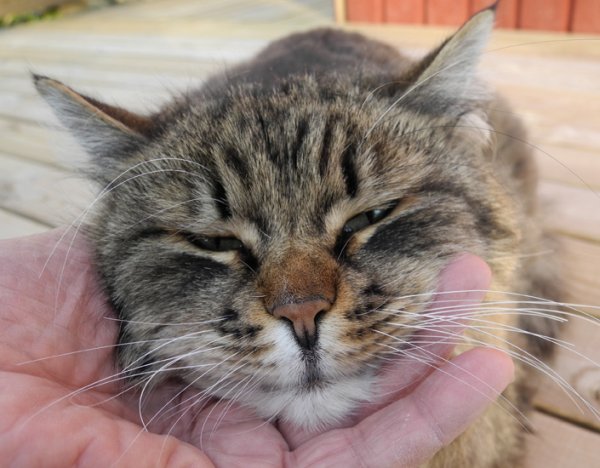 Mera Lurven (3) hk.jpg Mera Lurven (3) hk.jpg