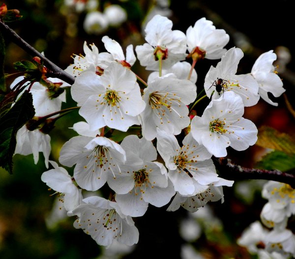 Körsbärsblom Nikon View NX2 hbk.jpg