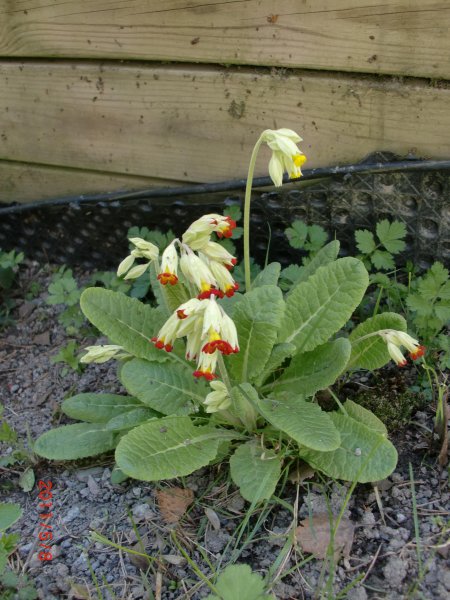 8  maj  2011 007.jpg