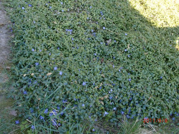 8  maj  2011 008.jpg