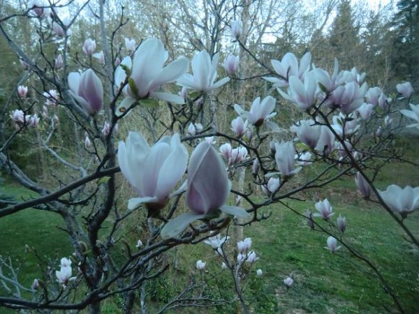 nya kameran test 012.jpg